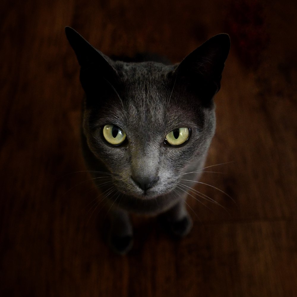 Cat by Ivor Cooper taken on a Leica D-Lux 109 and processed on the iPad in Snapspeed and Apple Photos