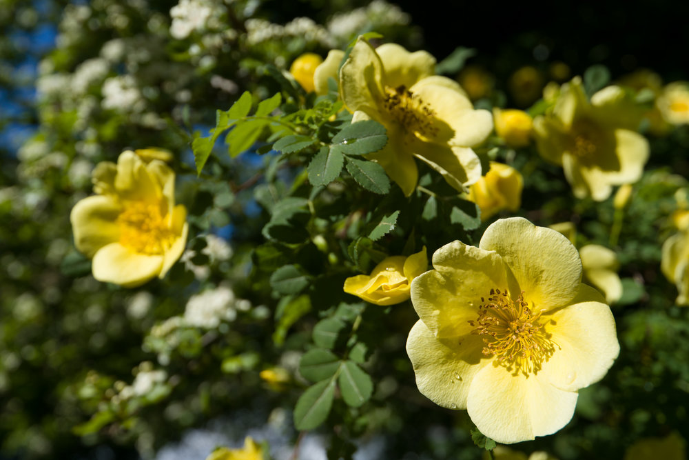 Canary Bird Rose, ISO 100, Vario-Elmar 11-23 ASPH.
