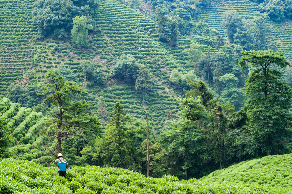 Longjing Tea Fields, ISO 160, Vario-Elmar T 55-135