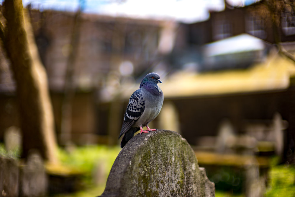 Subject isolation goes without question if you dare shoot the Noctilux fully open. But let