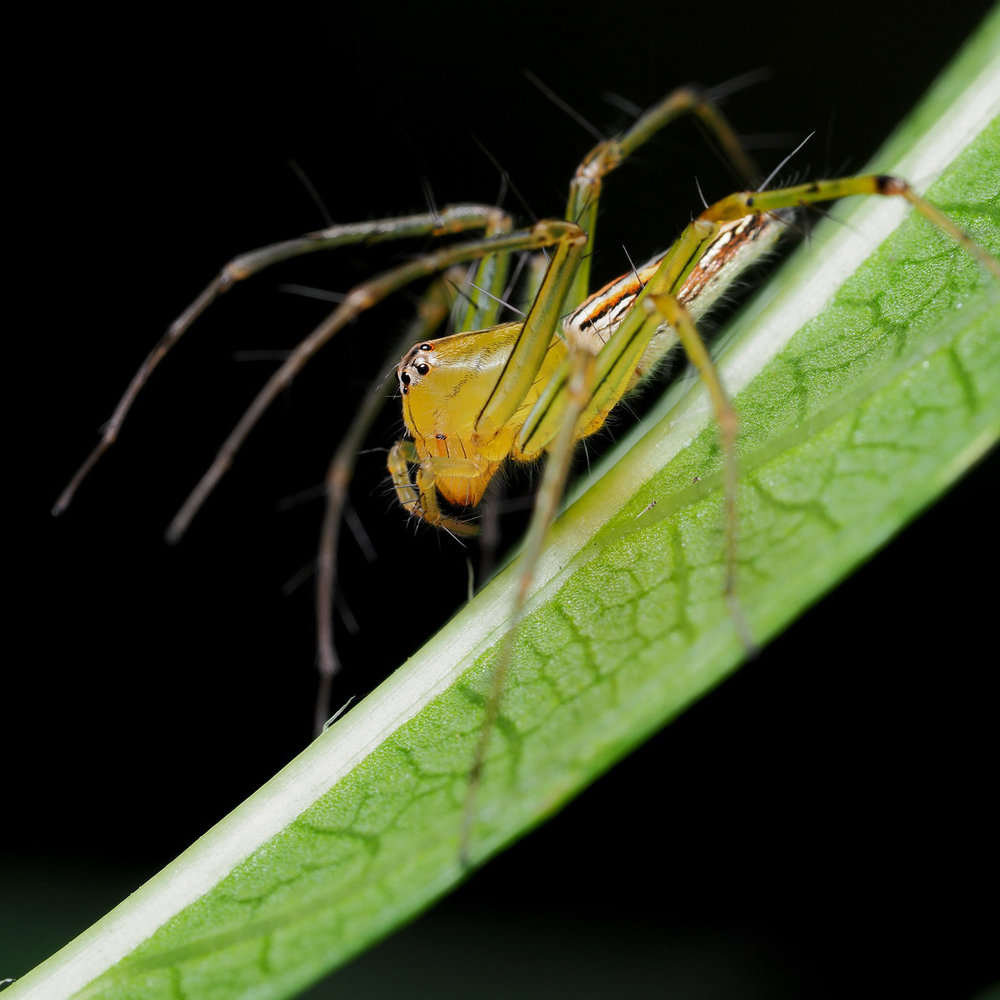 Robin finds that the excellent stabilisation systems of Olympus cameras help with insect photography. But the wider depth of field at a given aperture is also a big plus for the m4/3 format (Photo Robin Wong)