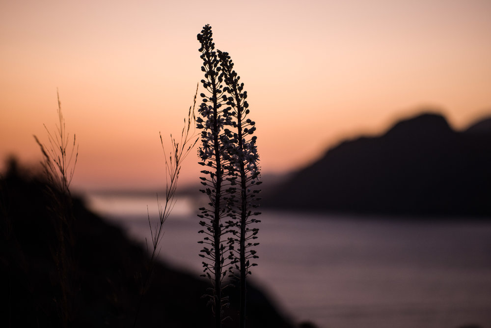 Sea Squill Sunset, 60mm Apo Macro Elmarit, ISO 640