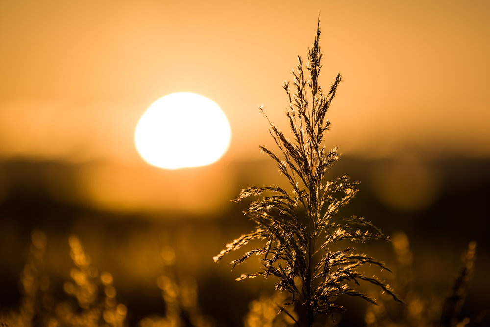Sunset, Apo-Vario-Elmarit-SL, 90-280mm