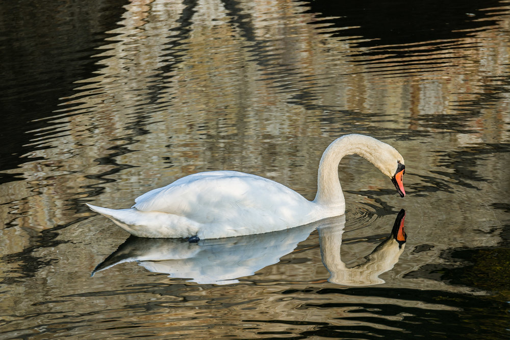 Swan Bridge, 55-135mm Vario-Elmar