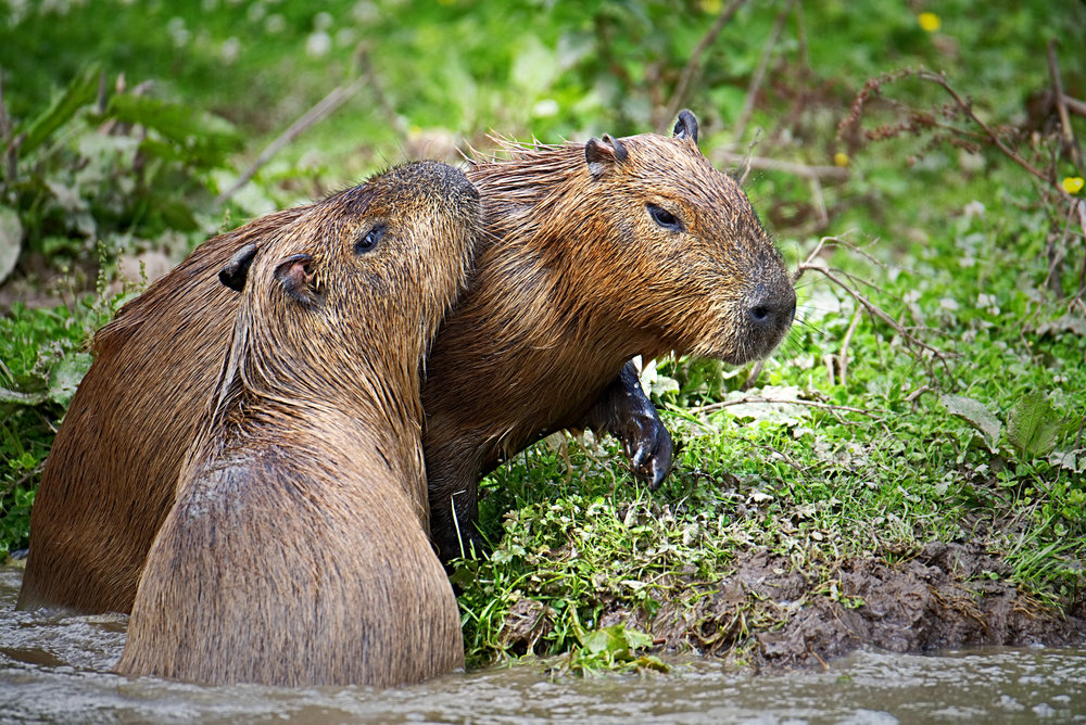   Capybaras  