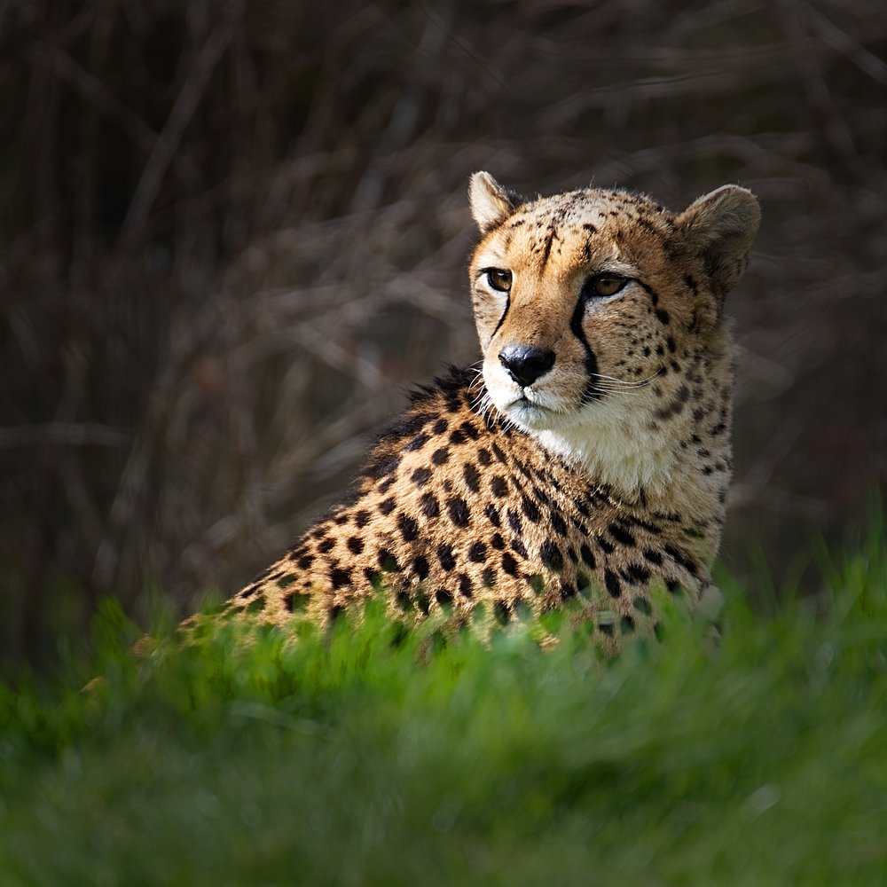   Cheetah  