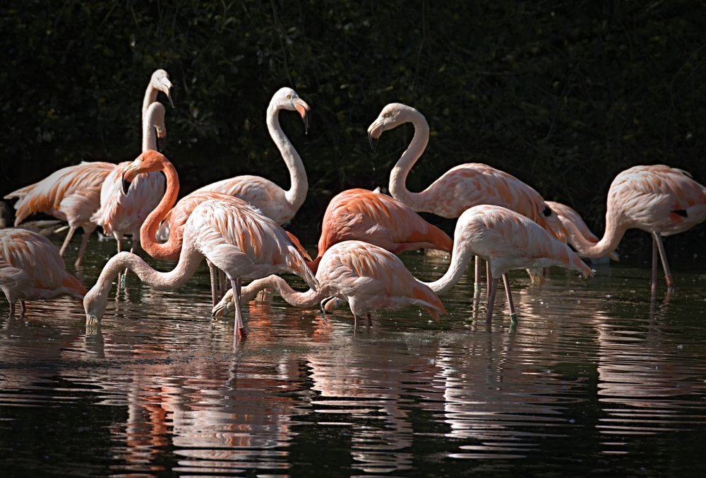   Flamingos  