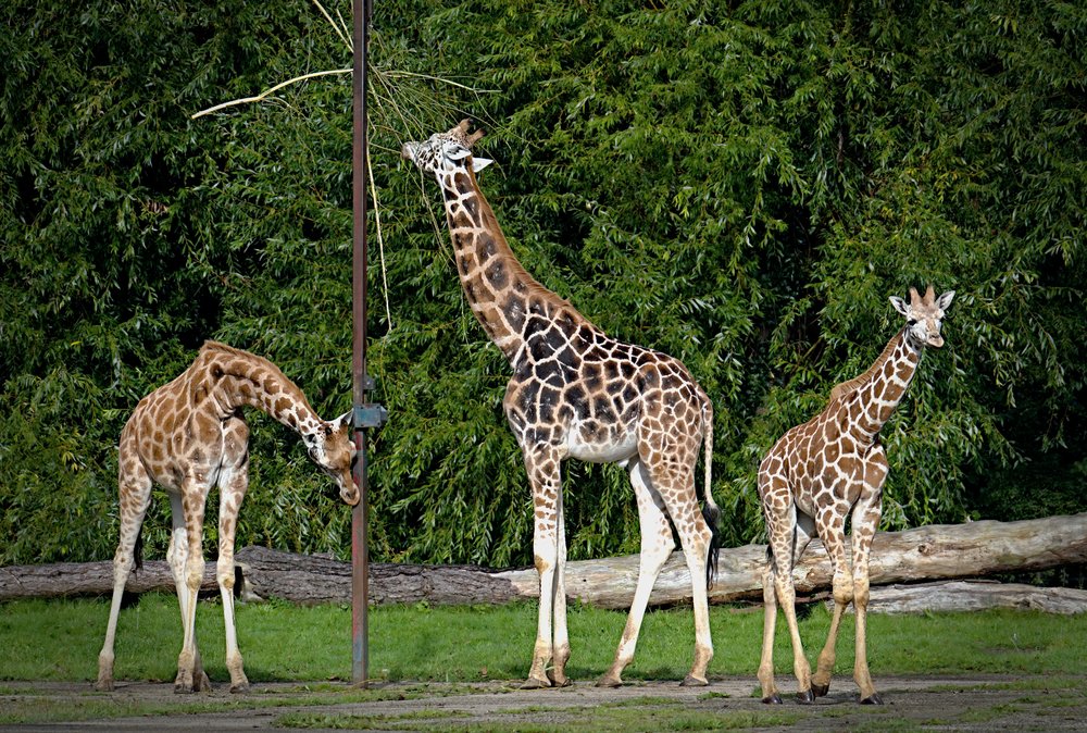   Giraffes  