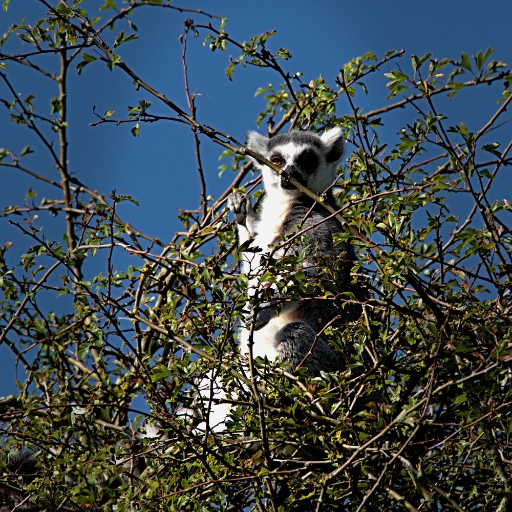   Lemur  