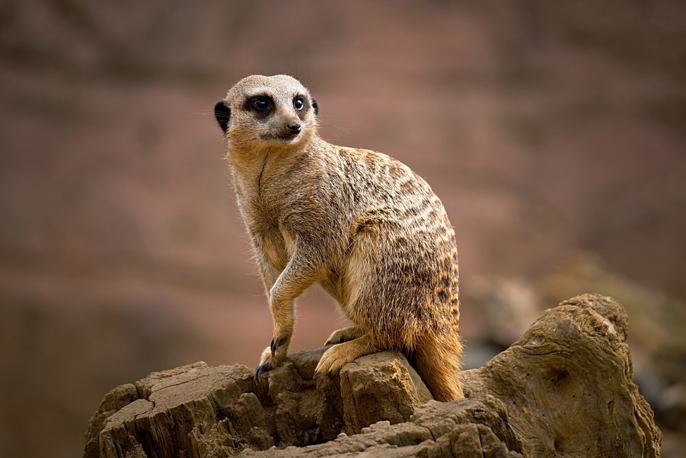   Compare the Meerkat  