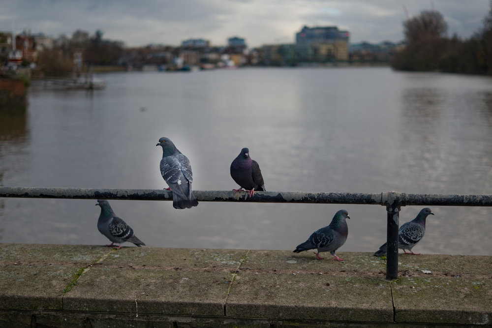 Watch the birdie: With a fast lens such as the 35mm Summilux-TL at f/1.4 precise focus is important. But which bird, which beady eye? I like to have my spot-focus point locked in the centre of the screen so I can immediately select the focus point and then recompose the picture. If the focus point has dithered around to the bottom or top of the screen, precious moments are wasted