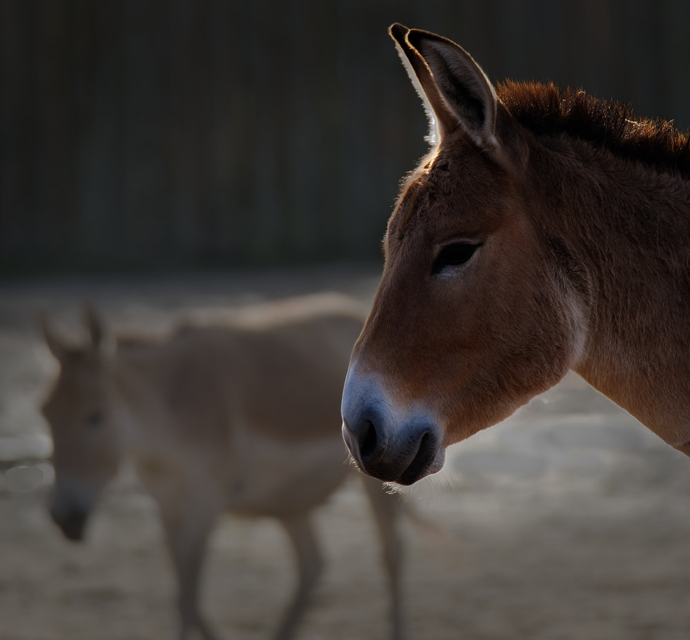 Onagers, X-T2 and 100-400 f/4.5-5/6