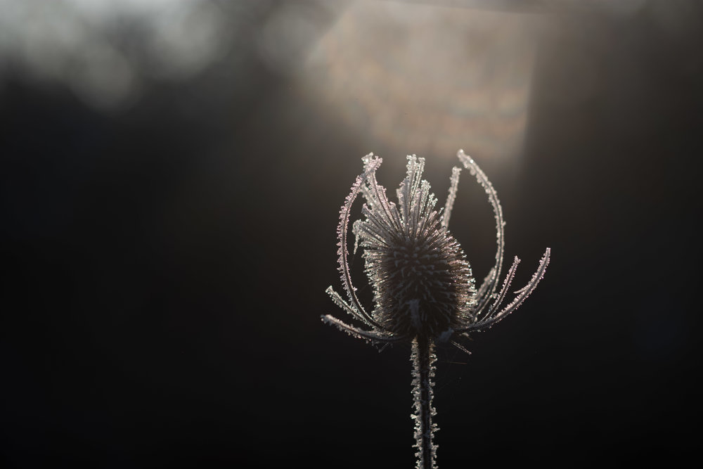 Iceburn - ISO 100 1/4000th Leica M10
