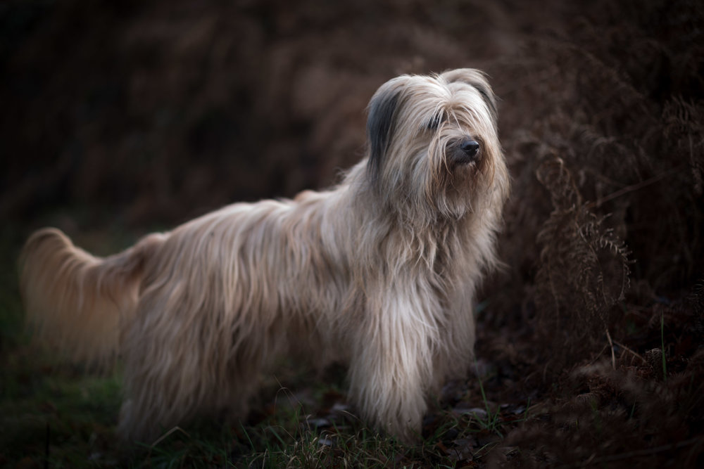 Dogsong 2 - ISO 100 1/250 Leica M10