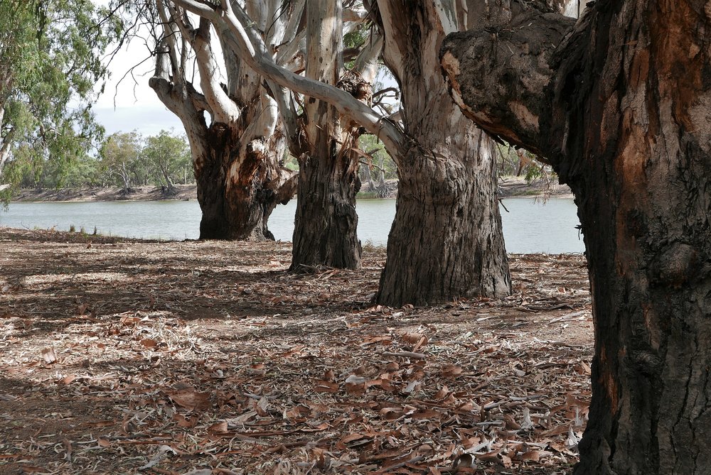   Older Red Gums, a few hundred years old. It’s their world  