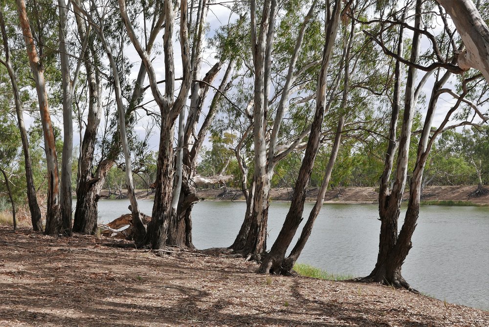   Younger River Red Gums, a few tens of years old, enjoy the water of the river  