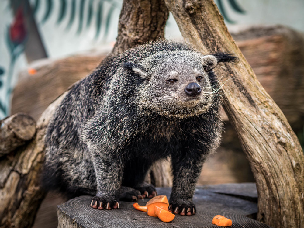 Guarding the carrots. The 150mm-equivalent focal length of the Olympus is near enough for a good close up but long enough to keep the photographer out of harm
