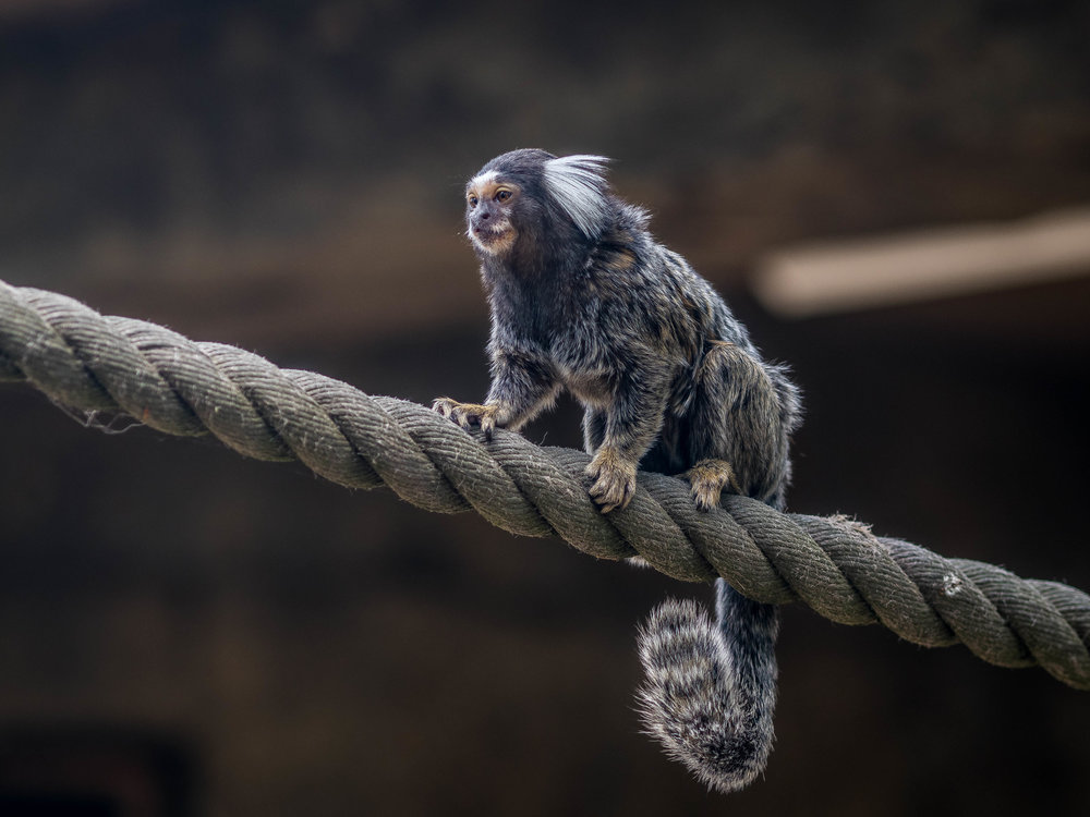 Monkey business as the marmoset does the balancing act