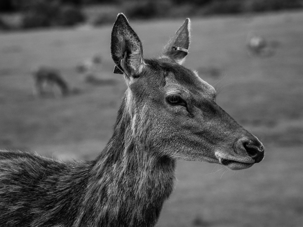 Again, good enough for a portrait, remote enough for safety and to avoid startling the deer. |This shot was taken in the wild, from the car