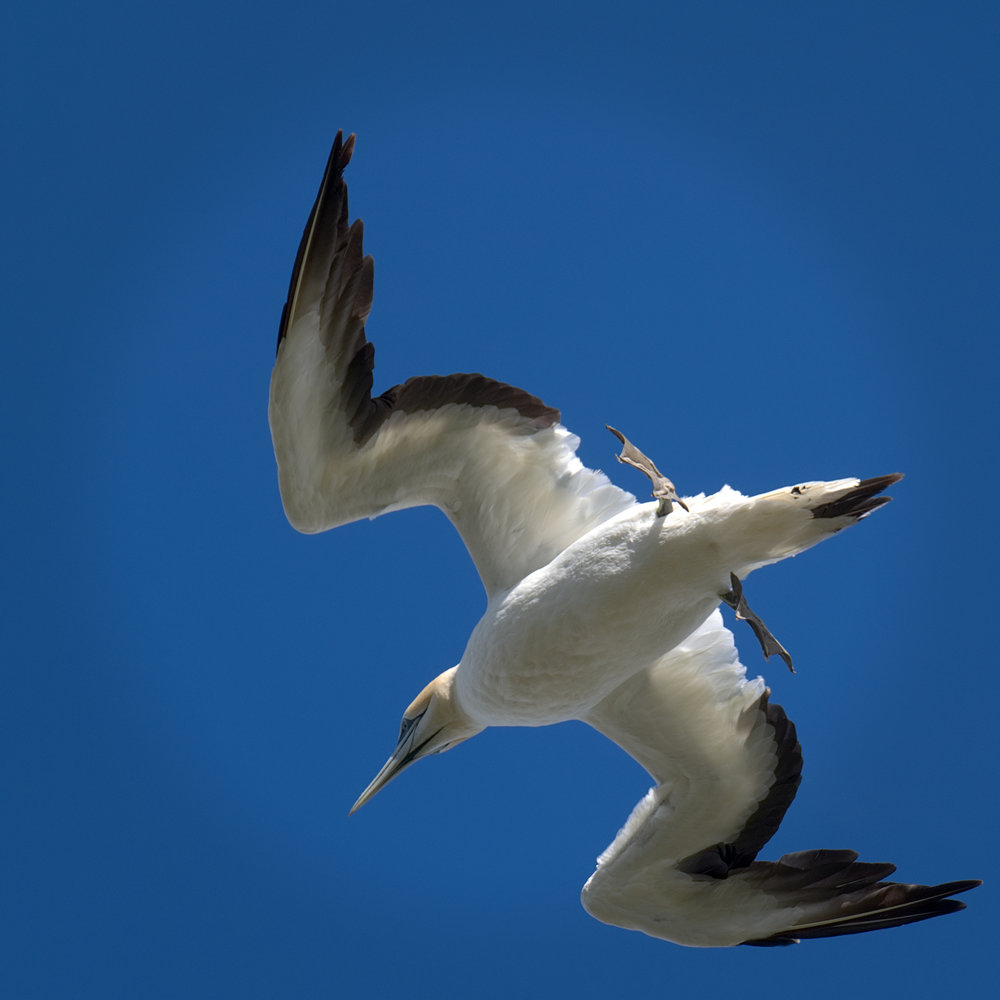 Birds in flight can be unpredictable — but this gannet is captured perfectly with the aid of the Fuji X-T2 and the 50-140mm f/2.8 Fujinon zoom. The lens offers stabilisation with a 5-stop advantage but it will work even better when combined with the new IBIS-equipped X-H1. Photo David Bailey