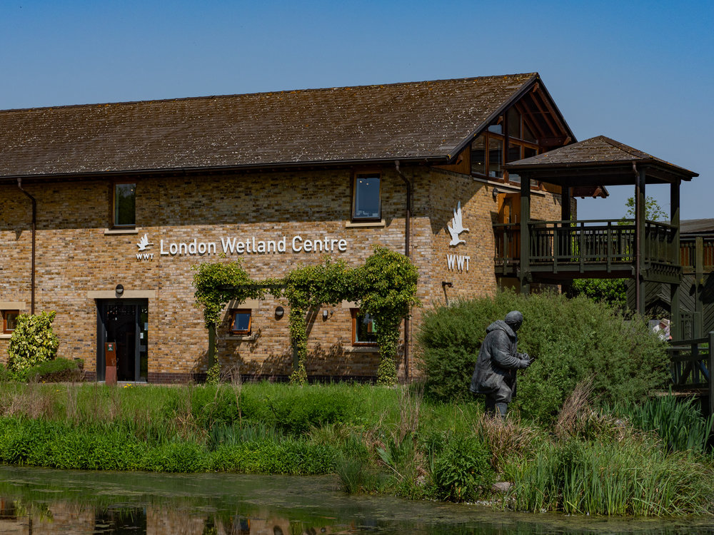 Only five miles from Piccadilly Circus, the London Wetland Centre is an oasis of peace, feathers and obliging wildlife. On a busy day it is infested with twitchers, gathered in the various hides scattered around the vast area