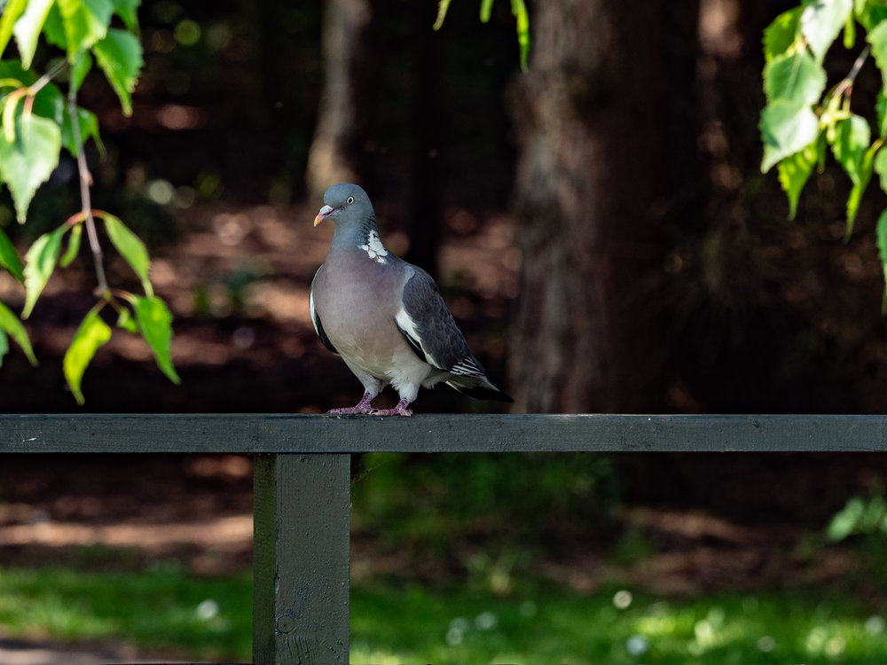 Pesky pigeons get everywhere, muscling in on the ducks. I think I recognise this bird, it likes my black car