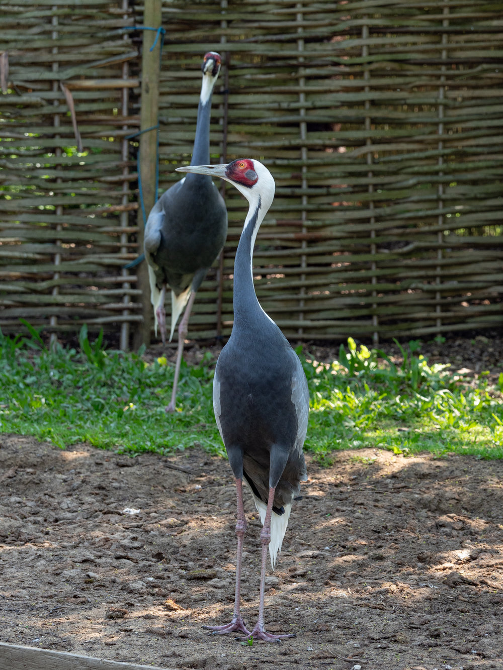Two large birds with long necks and spindly legs. I