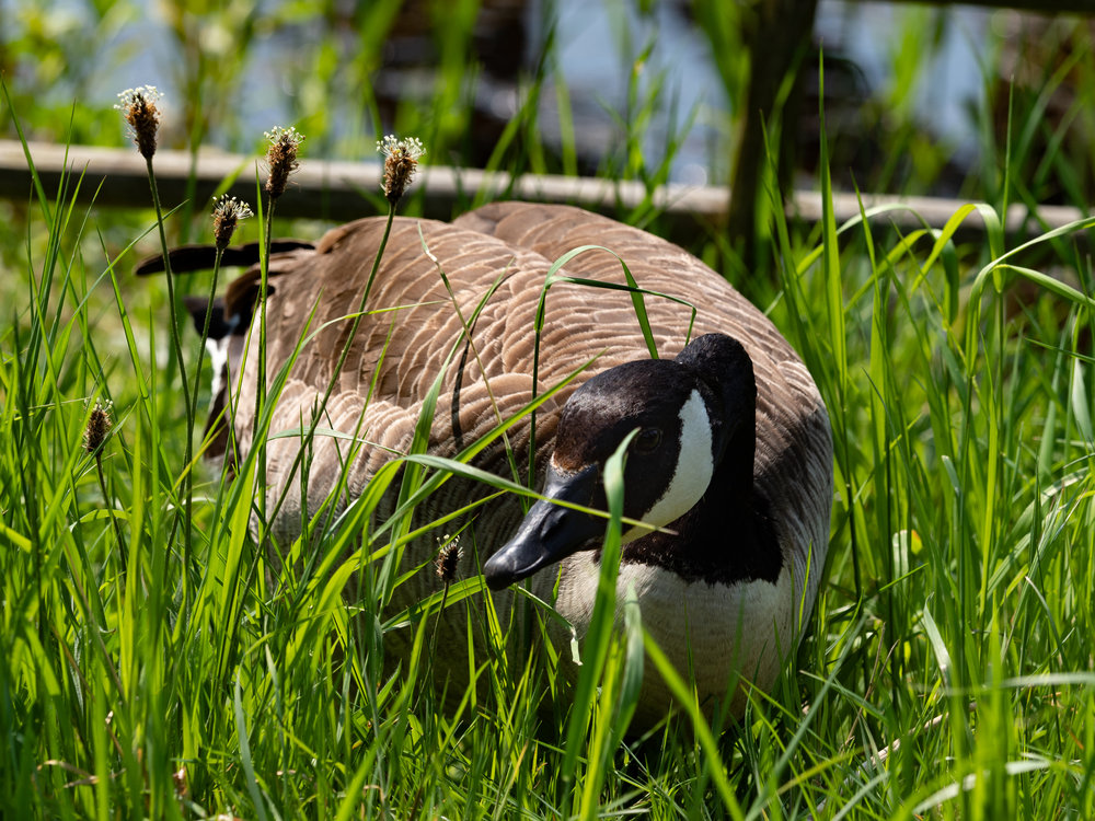 Lurker duck ready to pounce