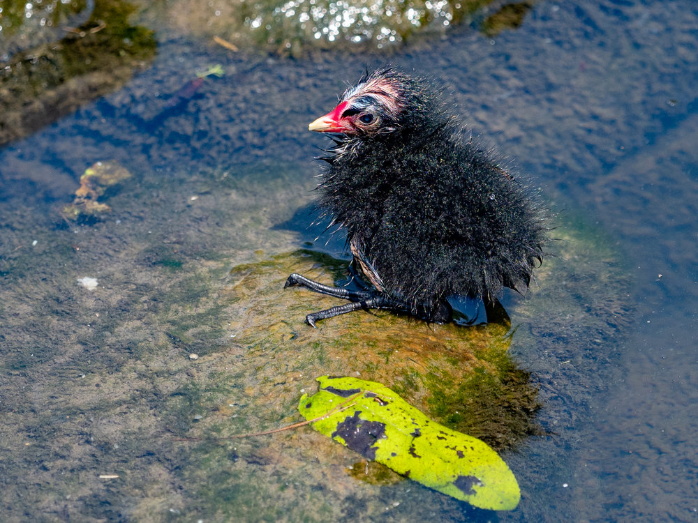 Big feet run in the family, as you see from Little Johnny with his size elevens. Like mother like son (or could it be like father like daughter?). Sexing moorhens is not my strong point
