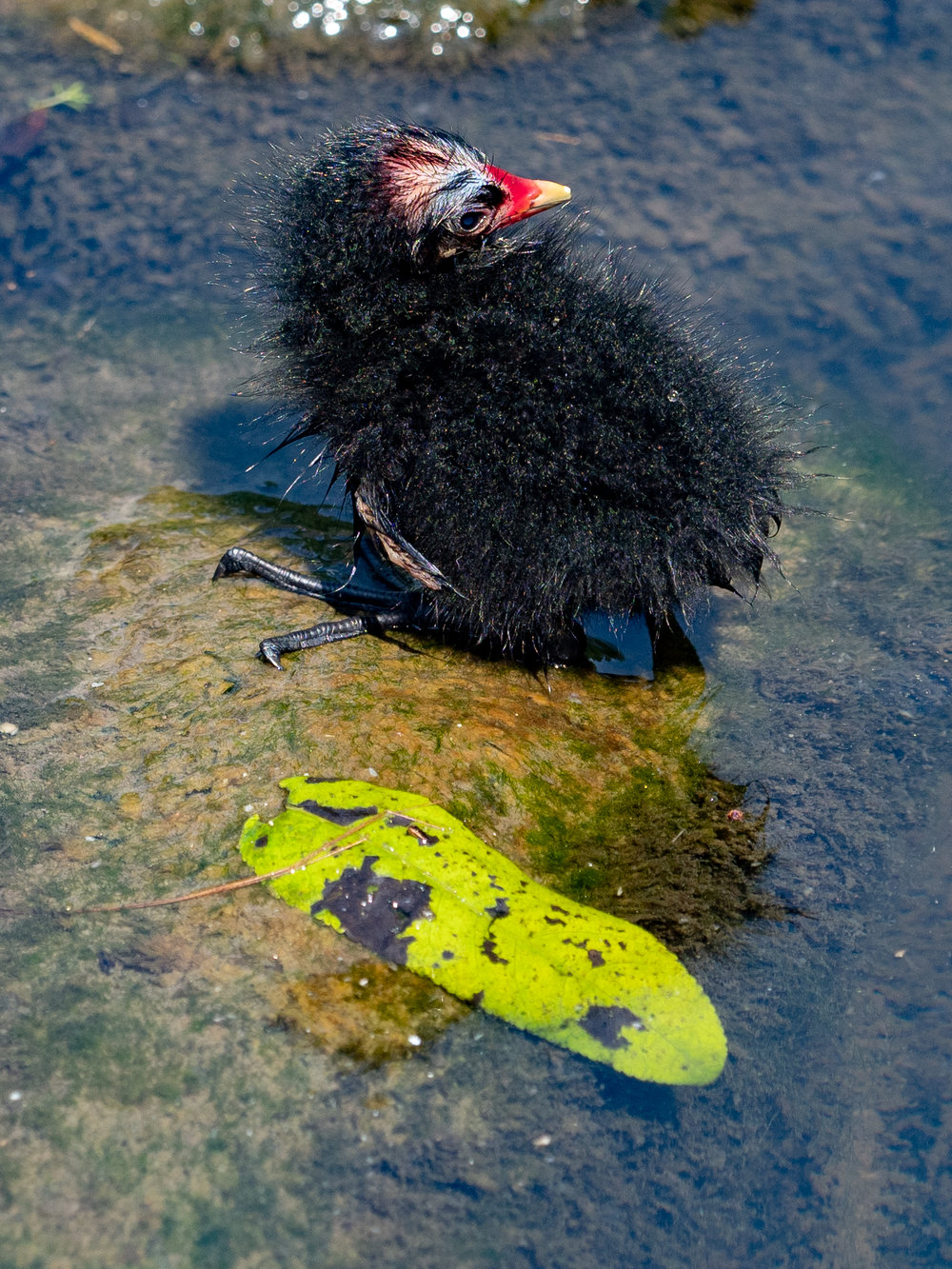 Now I think this little personage, not long from the egg I presume, must be a mini Eider duck, at least that
