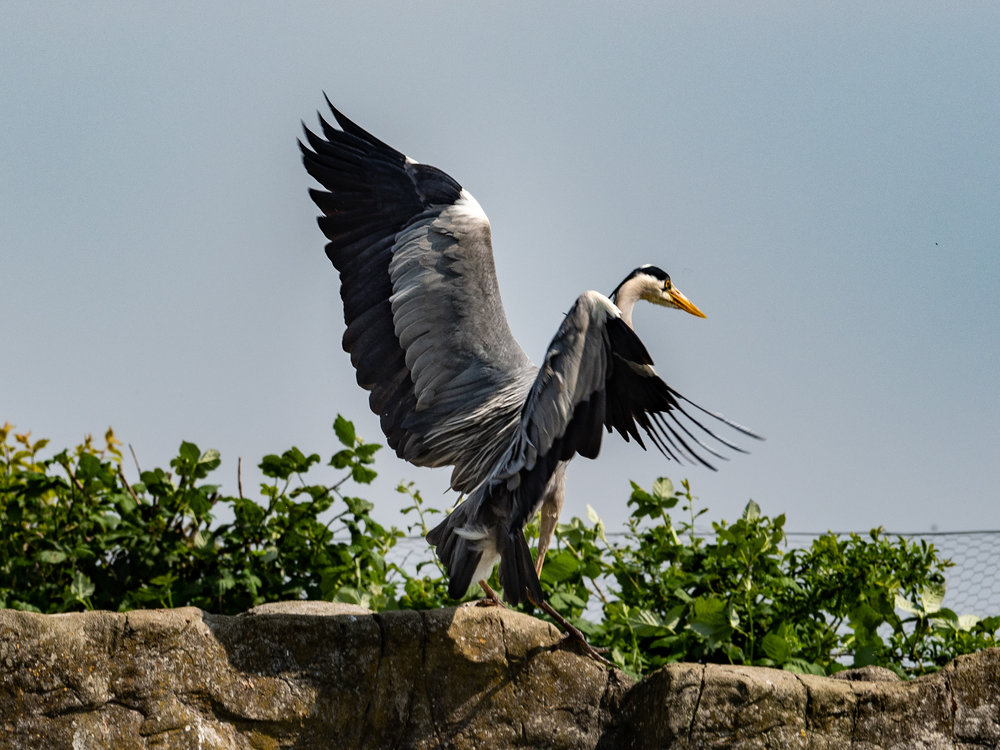 Magnificent landing, whatever it is it