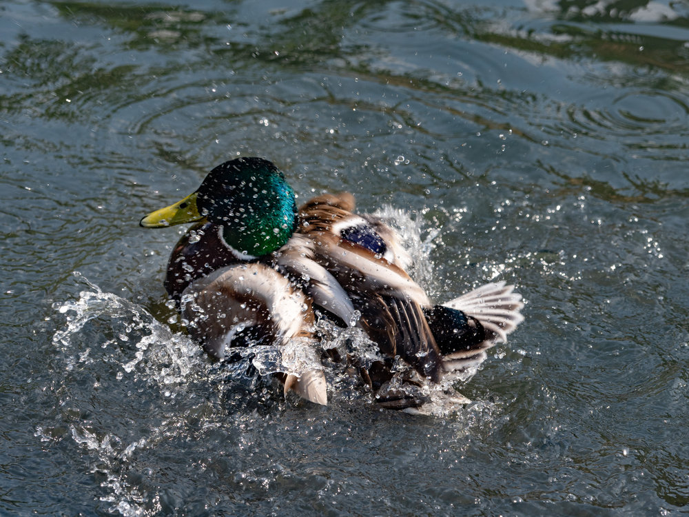 Bathing duck