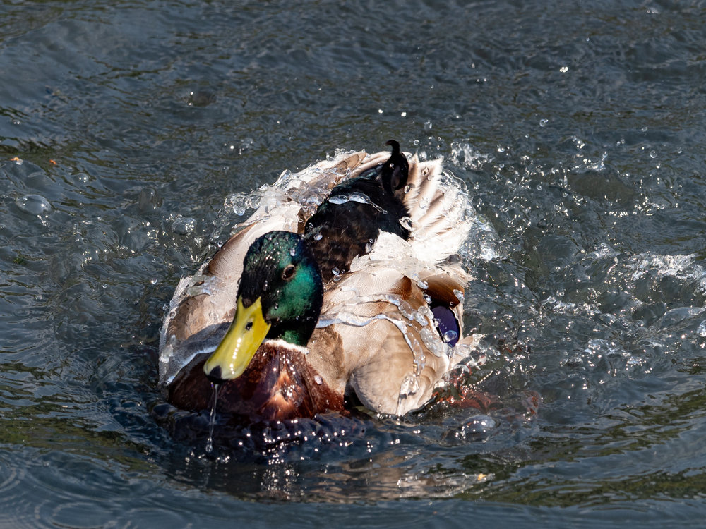 Water off a duck