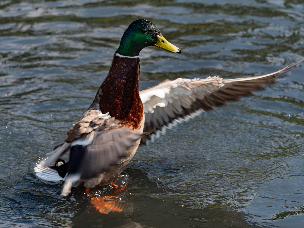 Traffic policeduck . Things get pretty crowded in the Wetland habitats and some duck has to keep things in order