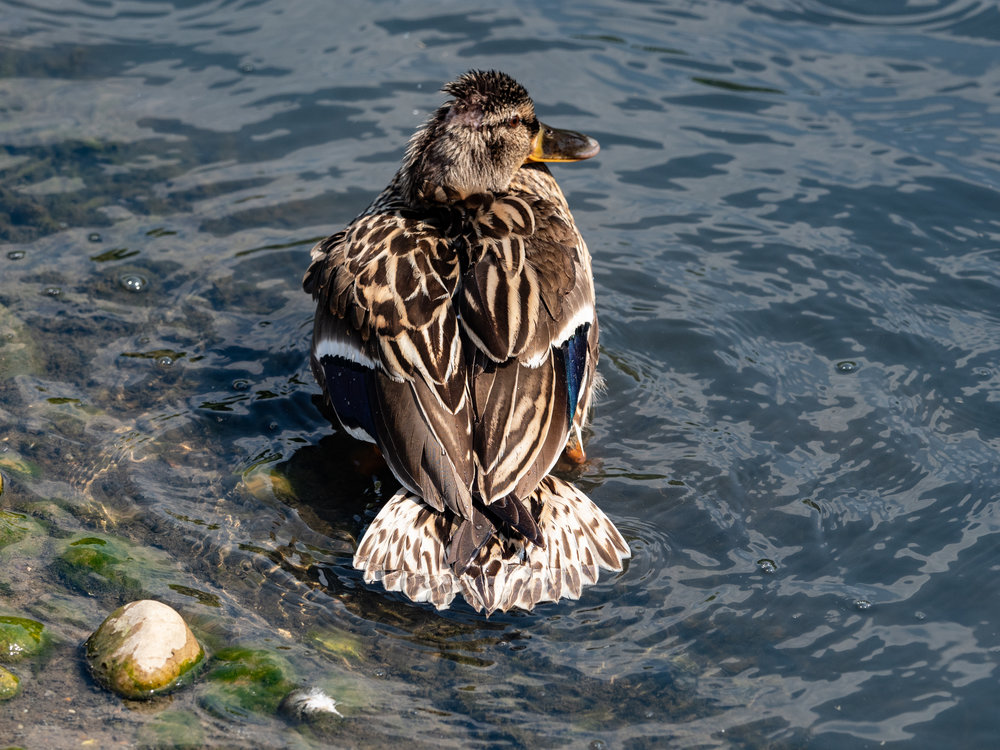 Could this be a Beijing Duck? — check out the haircut. Or, come to think of it, it might not be a duck at all. I give up.
