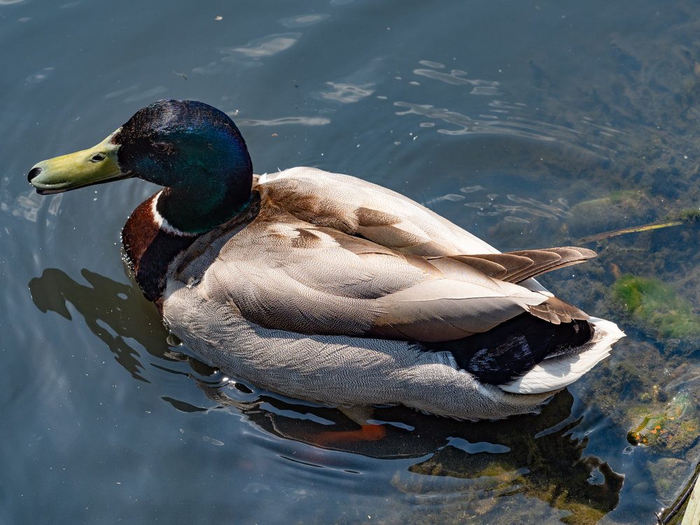 Big Chief Sitting Duck