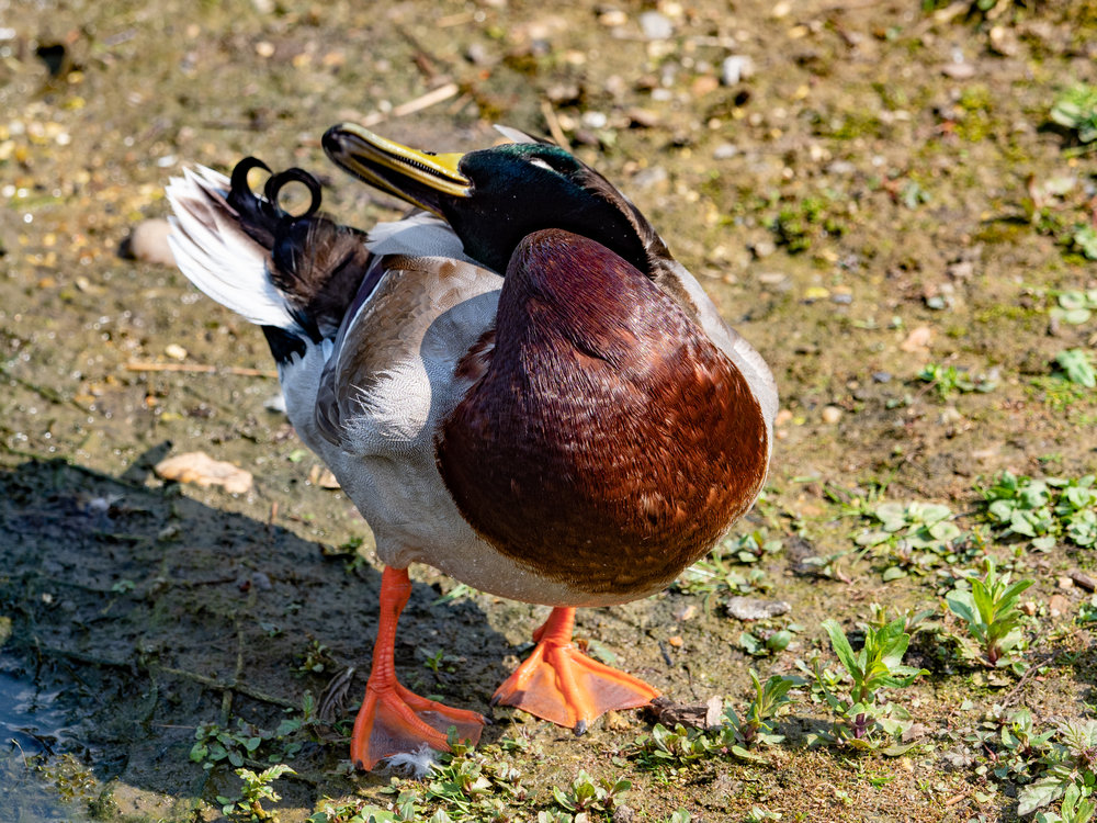 Preening duck. So many feathers, so little time