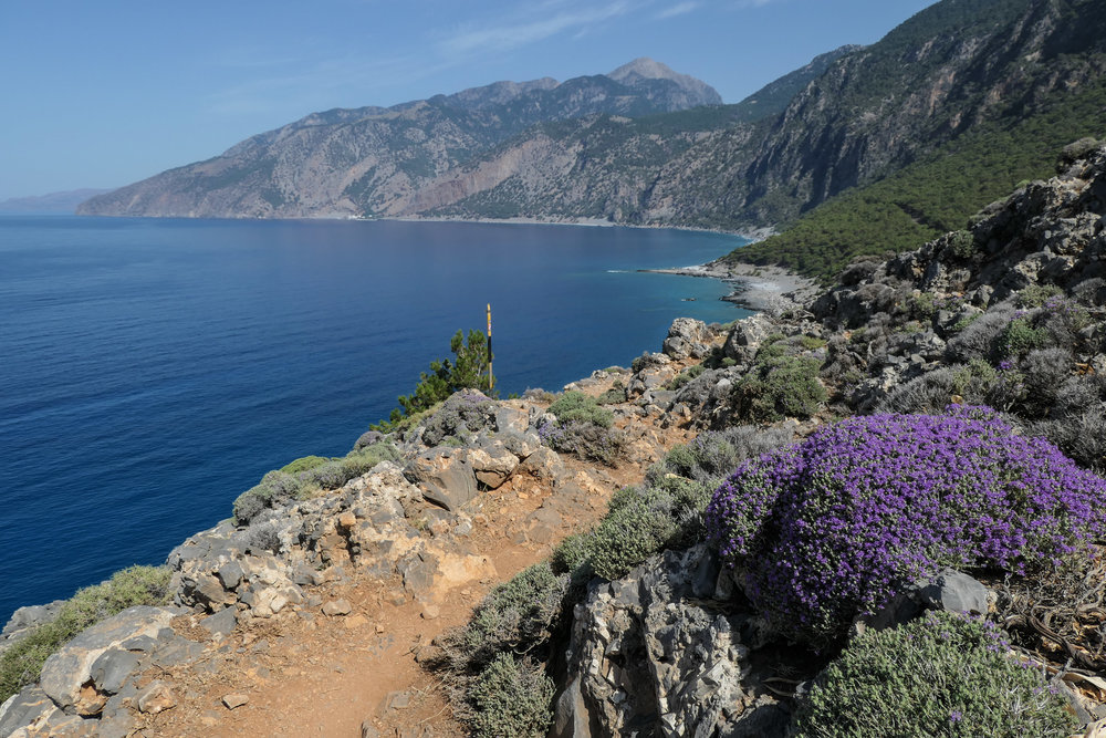   Buzzing Bees on the Wild Mountain Thyme - and the view on to Agios Pavlos and Roumeli (ISO 125 1/1000th f5.6 24mm Leica C-Lux)  