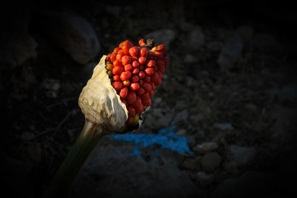   Dragon Lily (ISO 125 1/320th f5.5 122mm Leica C-Lux)  