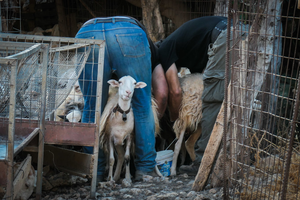 The Morning Milk (they can milk 100 sheep in around 30 minutes and get 50kg Milk (ISO 250 1/100th f5.7 143mm Leica C-Lux)