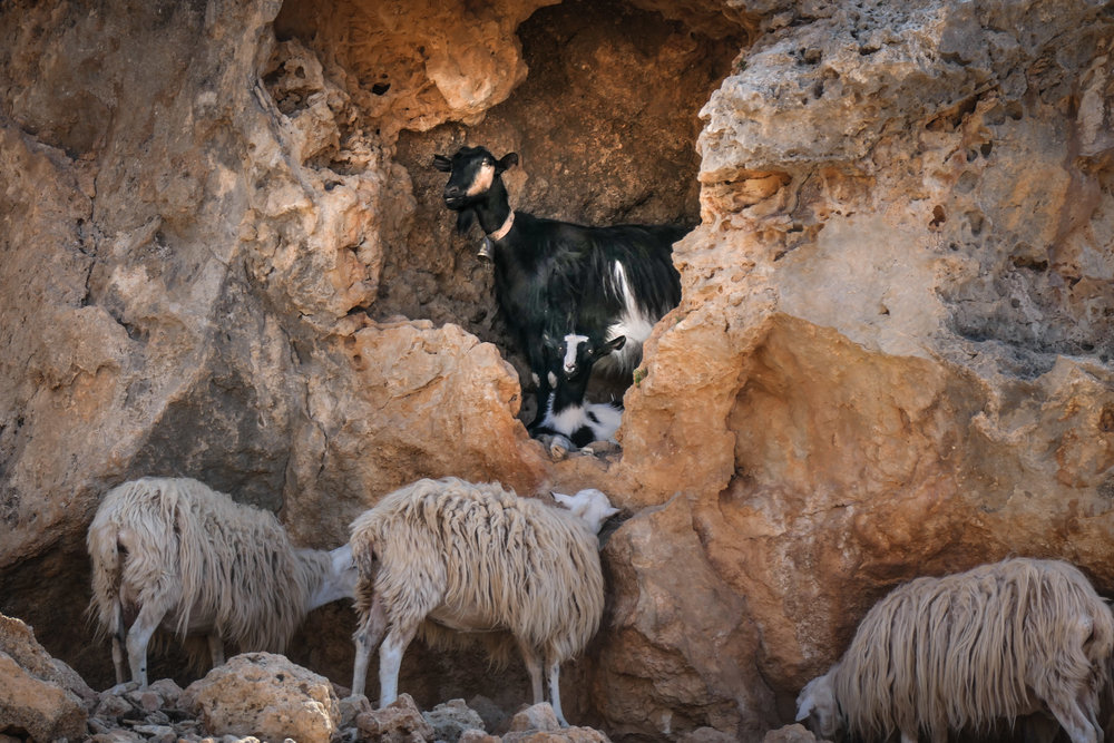 Refuge in the Rocks (sheep not allowed) (SO 125 1/125th f6.3 263mm Leica C-Lux)