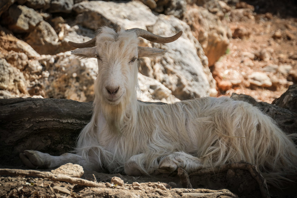 Snoozing amongst the Olive Tree Roots (ISO 125 1/320th f6.3 224mm Leica C-Lux)