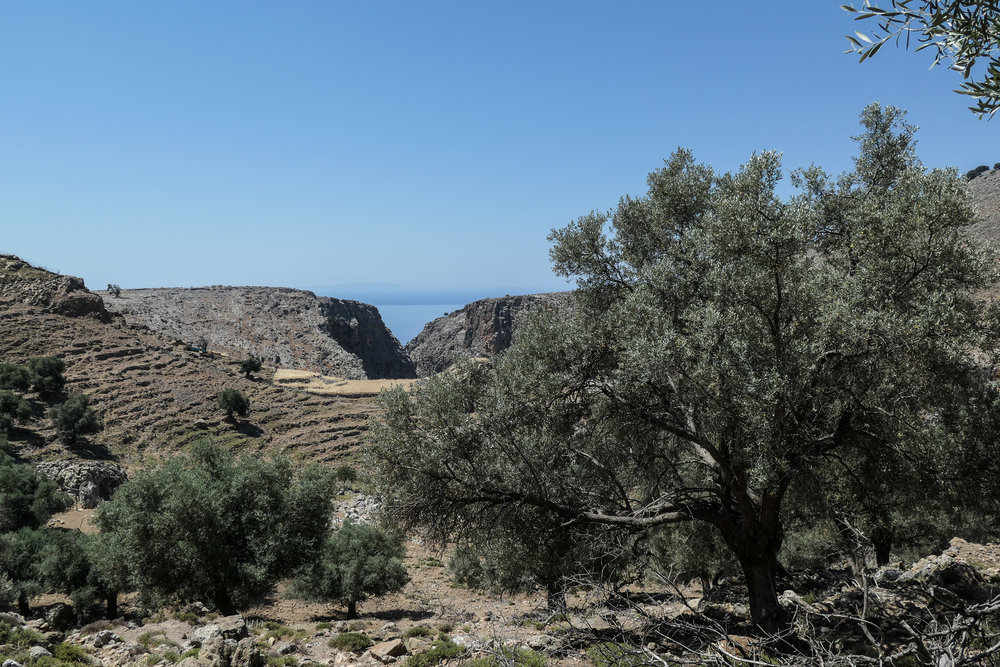 Olive trees and Ancient Terraces above Livaniana (ISO 125 1/1000th f5.6 27mm Leica C-Lux)