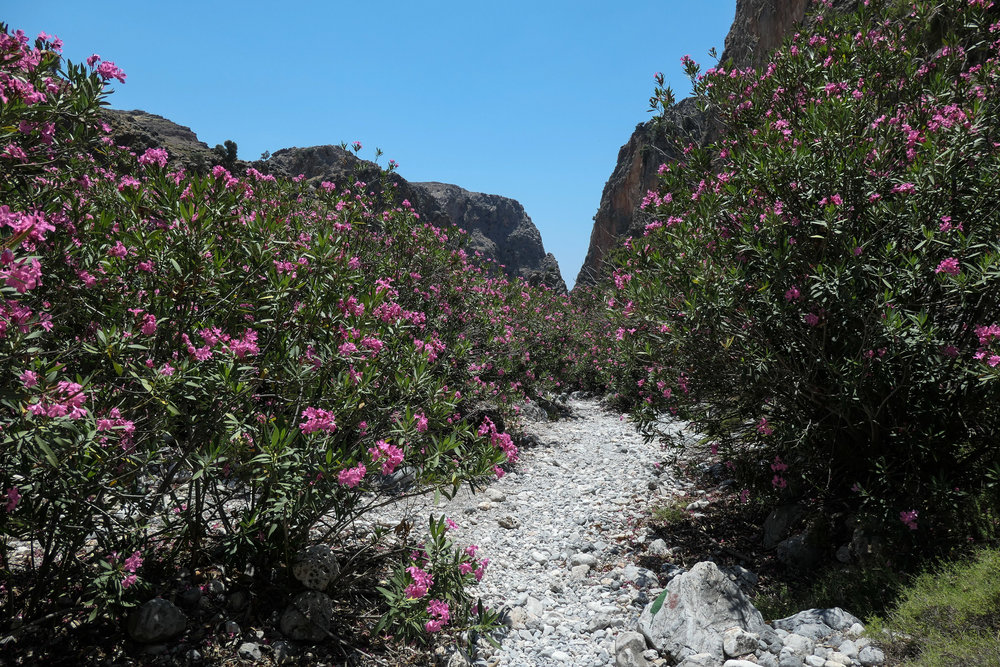 Oleander Trees in flower in the Aradhena Gorge (ISO 125 1/1000th f4.5 24mm Leica C-Lux)