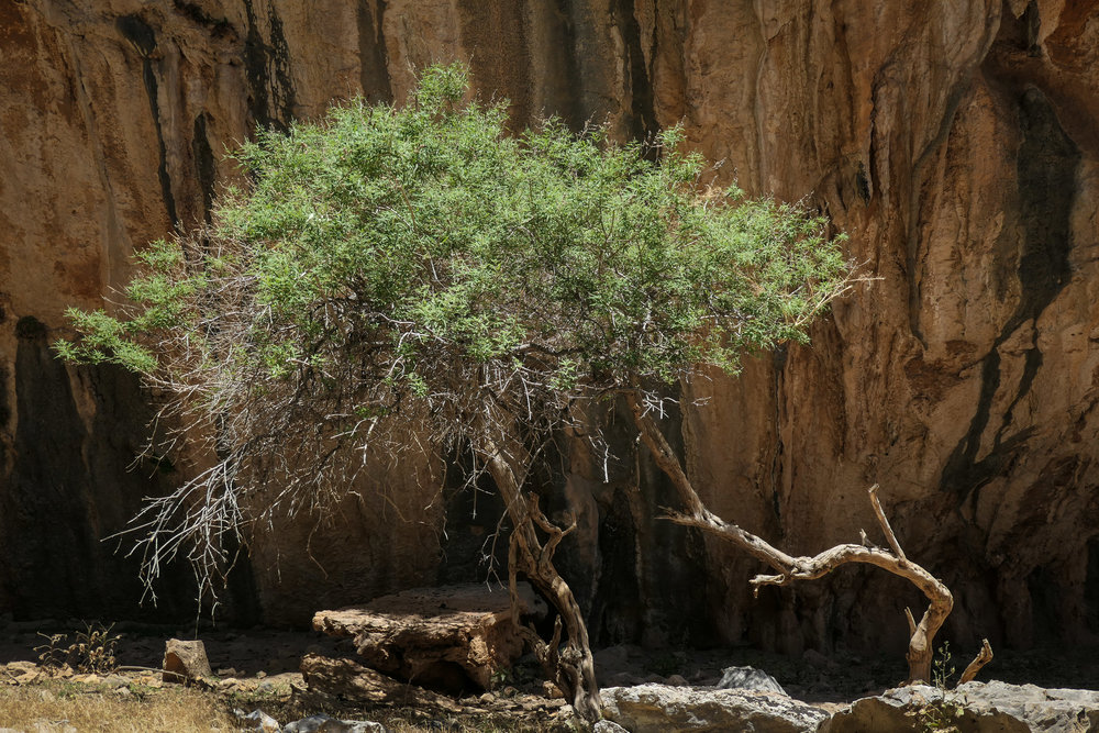 Twist and Turn (in the Aradhena Gorge) (ISO 125 1/800th f4 43mm Leica C-Lux)