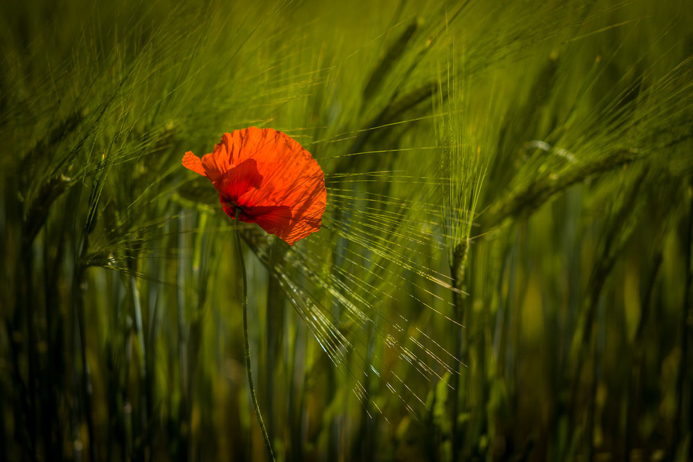 With 50 APO Summicron at f/2, ISO 200