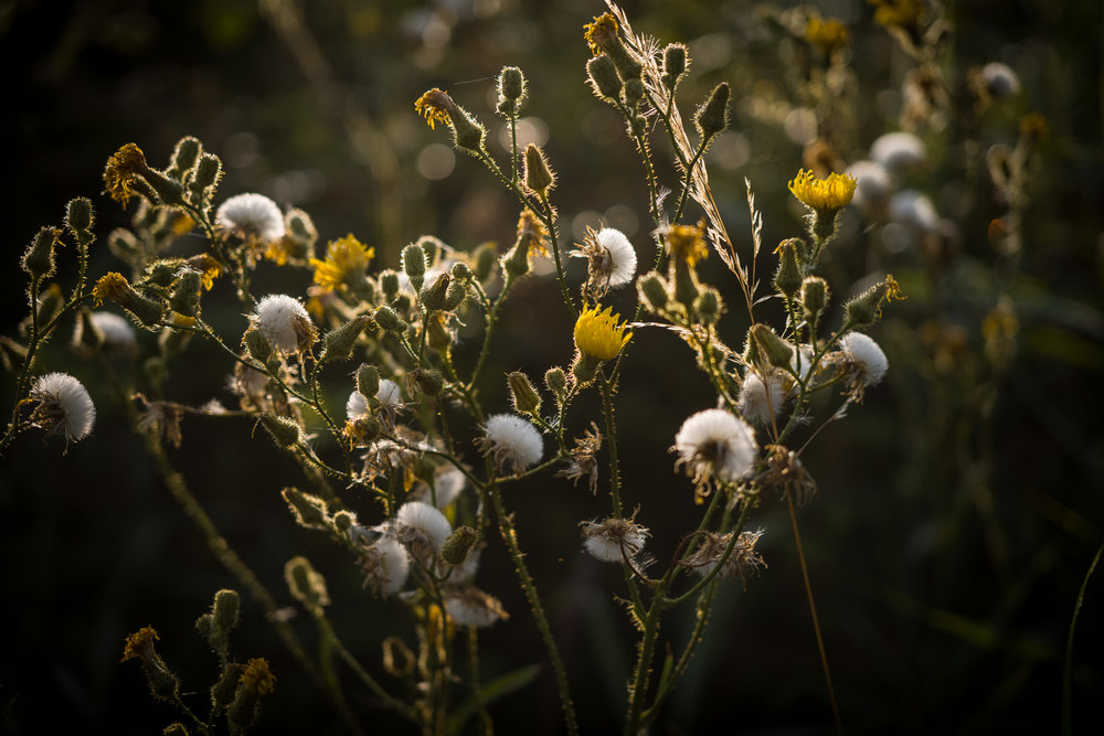 With 50 APO Summicron at f/2.8, ISO 200