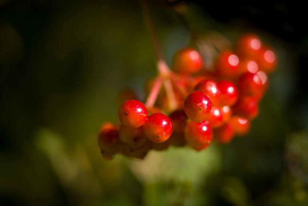 With 60mm Macro Elmarit R at f/4, ISO 200