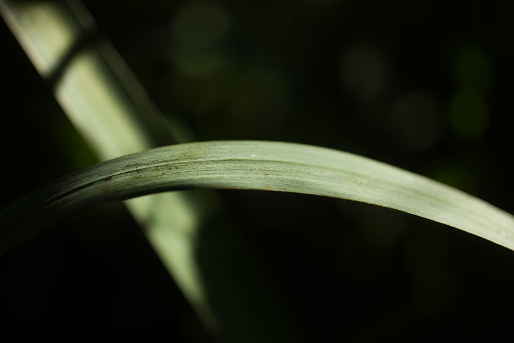 With 60mm Macro Elmarit R at f/4. ISO 200