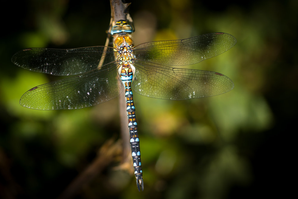 With 60mm Macro Elmarit R at f/2.8, ISO 200